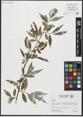 Foto von Salix alba L.